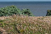 David Plant Photography - Wildlife Photography - Sea campion - G