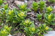David Plant Photography - Wildlife Photography - Sea sandwort - A