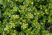David Plant Photography - Wildlife Photography - Sea sandwort - B