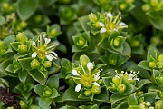 David Plant Photography - Wildlife Photography - Sea sandwort - C
