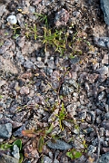 David Plant Photography - Wildlife Photography - Slender pearlwort - C