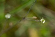 David Plant Photography - Wildlife Photography - Slender sandwort - B
