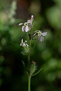 David Plant Photography - Wildlife Photography - Small-flowered catchfly - B