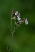 David Plant Photography - Wildlife Photography - Small-flowered catchfly - E