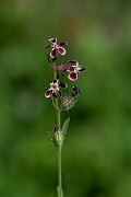 David Plant Photography - Wildlife Photography - Small-flowered catchfly - F