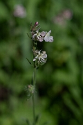 David Plant Photography - Wildlife Photography - Small-flowered catchfly - H