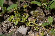 David Plant Photography - Wildlife Photography - Smooth rupturewort - A