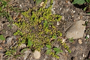 David Plant Photography - Wildlife Photography - Smooth rupturewort - C