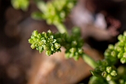 David Plant Photography - Wildlife Photography - Smooth rupturewort - G