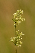 David Plant Photography - Wildlife Photography - Spanish catchfly - A