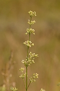 David Plant Photography - Wildlife Photography - Spanish catchfly - B