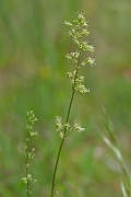 David Plant Photography - Wildlife Photography - Spanish catchfly - D