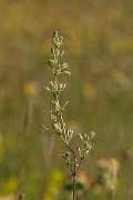 David Plant Photography - Wildlife Photography - Spanish catchfly - E