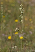 David Plant Photography - Wildlife Photography - Spanish catchfly - I