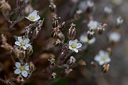 David Plant Photography - Wildlife Photography - Spring sandwort - A