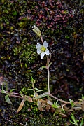 David Plant Photography - Wildlife Photography - Strapwort mouse-ear - B
