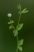 David Plant Photography - Wildlife Photography - Three-nerved sandwort - A