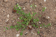 David Plant Photography - Wildlife Photography - Thyme-leaved sandwort - C