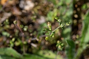 David Plant Photography - Wildlife Photography - Thyme-leaved sandwort - E