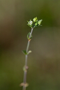 David Plant Photography - Wildlife Photography - Thyme-leaved sandwort - F