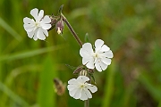 David Plant Photography - Wildlife Photography - White campion - A