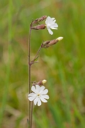 David Plant Photography - Wildlife Photography - White campion - B