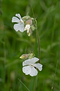 David Plant Photography - Wildlife Photography - White campion - C