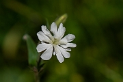 David Plant Photography - Wildlife Photography - White campion - D