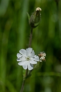 David Plant Photography - Wildlife Photography - White campion - E