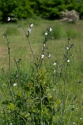 David Plant Photography - Wildlife Photography - White campion - F