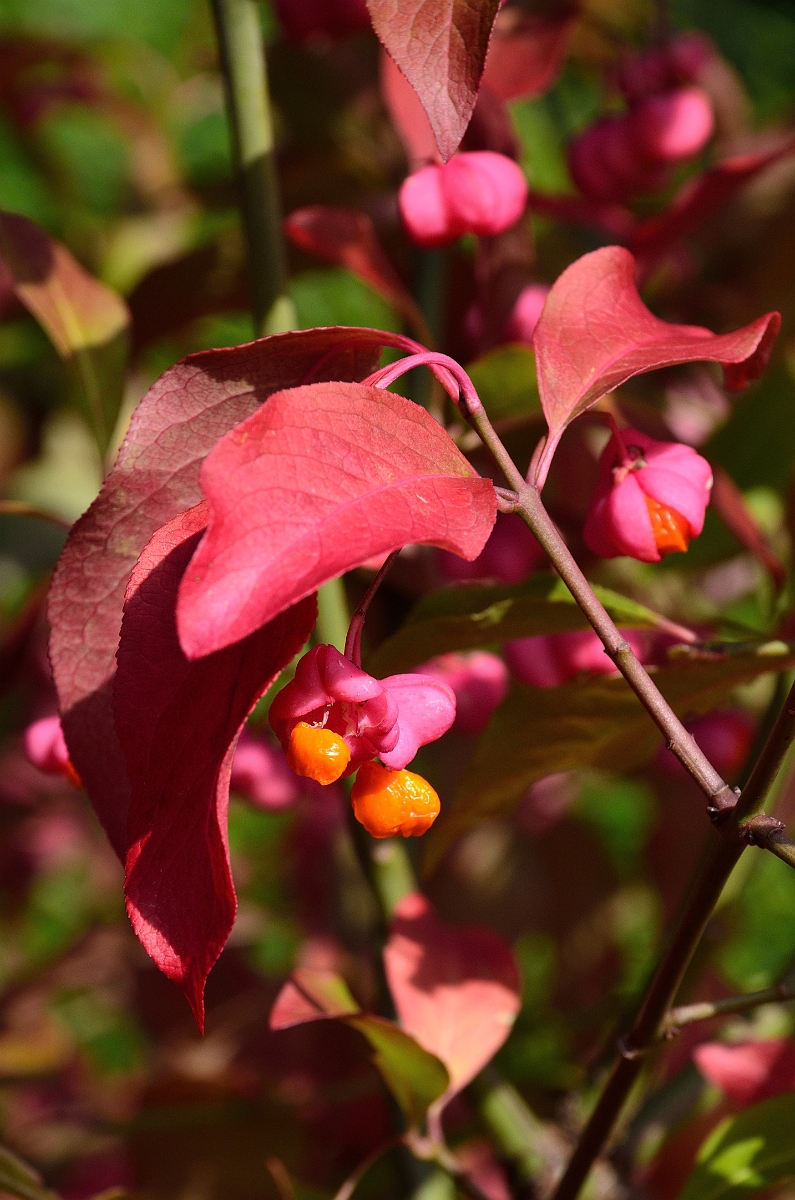 David Plant Photography - Wildlife Photography - Spindle - B.jpg - Spindle fruit opening - Cotswolds