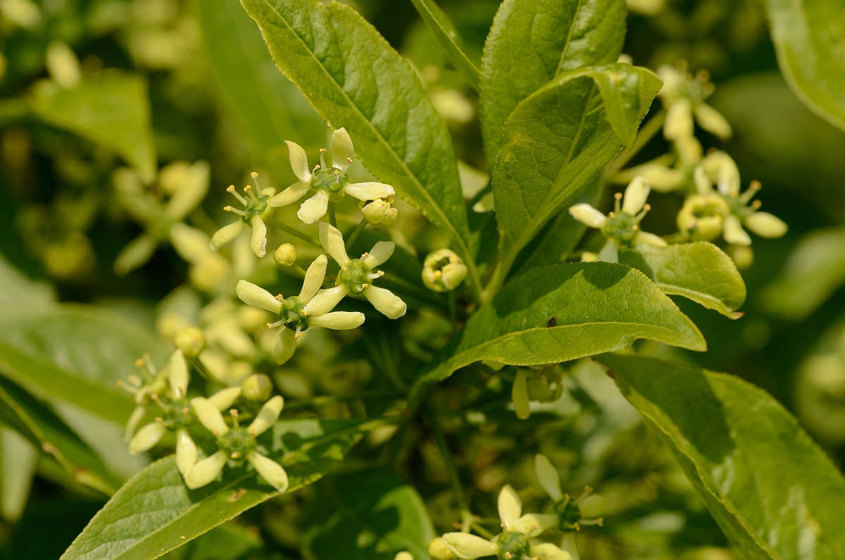 David Plant Photography - Wildlife Photography - Spindle - C.jpg - Spindle flowers - Wiltshire