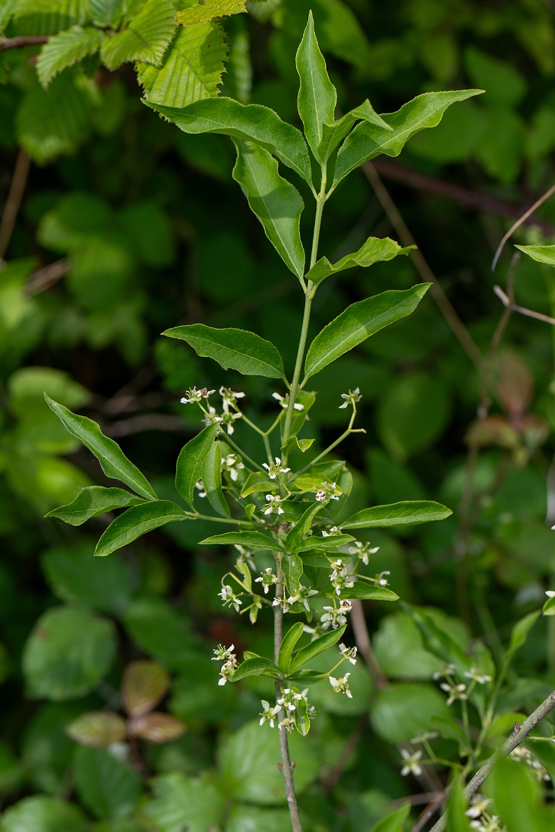 David Plant Photography - Wildlife Photography - Spindle - F.jpg - Spindle - Kent