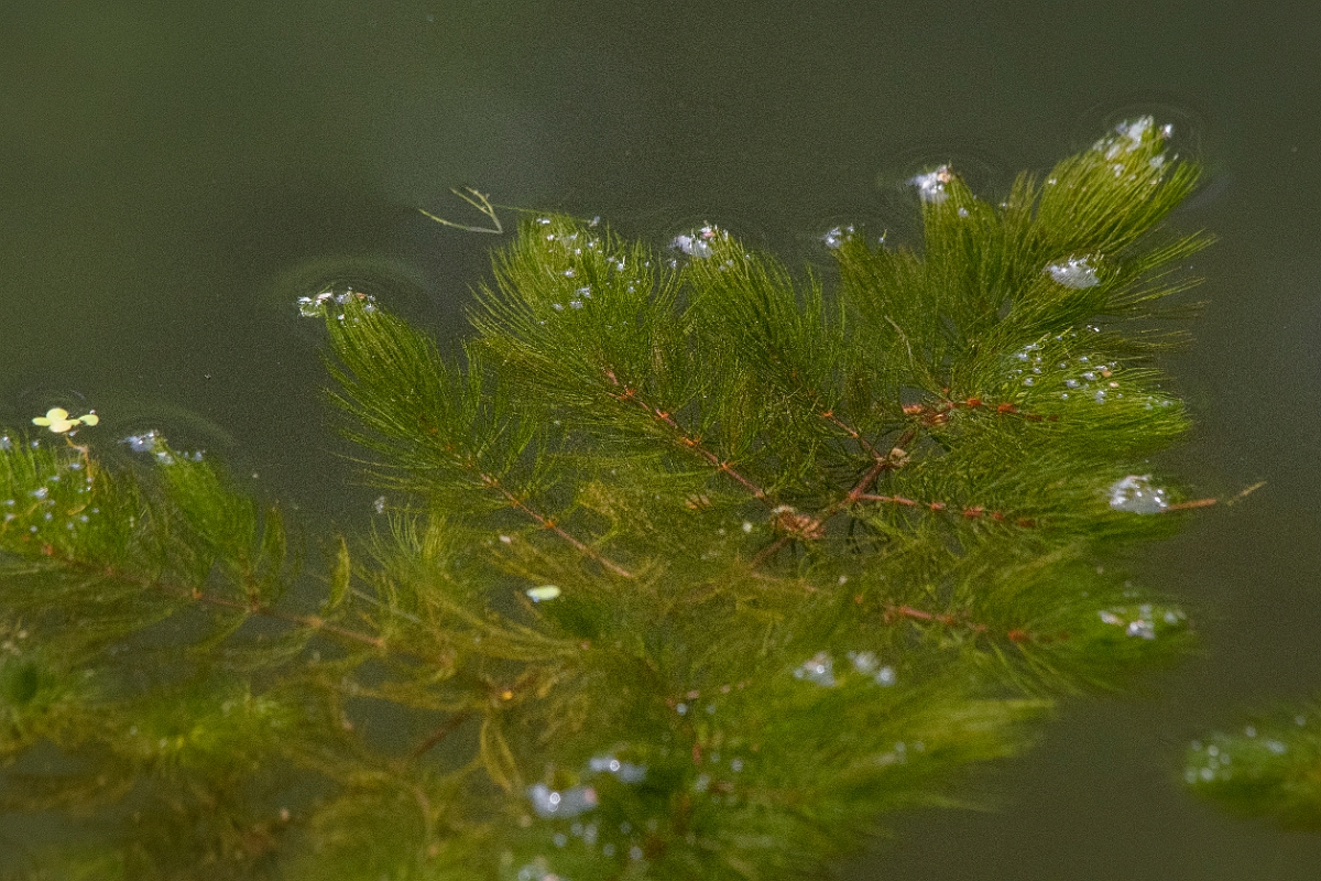 David Plant Photography - Wildlife Photography - Rigid hornwort - A.JPG - Rigid hornwort - Cambridgeshire