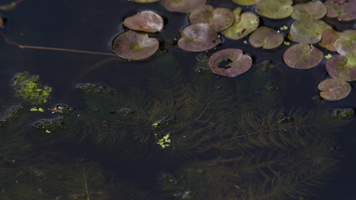 David Plant Photography - Wildlife Photography - Rigid hornwort - B.JPG - Rigid hornwort - Cambridgeshire