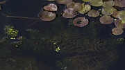 David Plant Photography - Wildlife Photography - Rigid hornwort - B