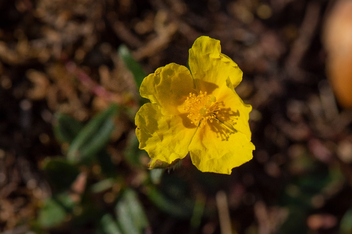 David Plant Photography - Wildlife Photography - Common rock-rose - B.JPG - Common rock-rose - Lancashire