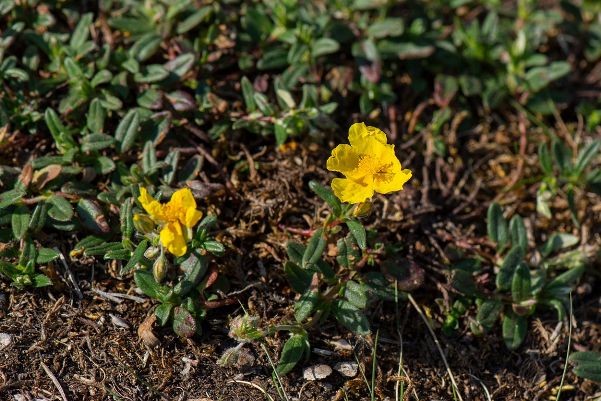David Plant Photography - Wildlife Photography - Common rock-rose - C.JPG - Common rock-rose - Lancashire