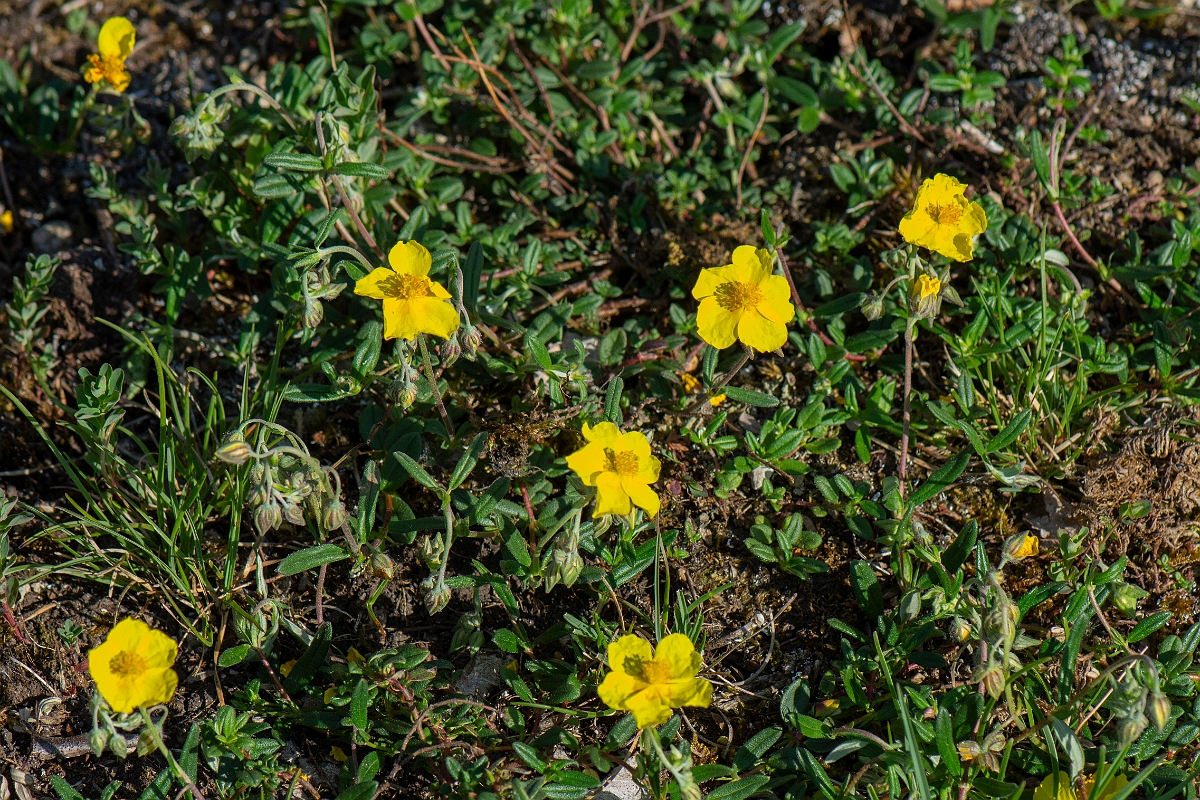 David Plant Photography - Wildlife Photography - Common rock-rose - D.JPG - Common rock-rose - Lancashire