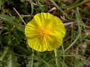 David Plant Photography - Wildlife Photographer - Common rock-rose flower - A