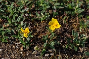 David Plant Photography - Wildlife Photography - Common rock-rose - C