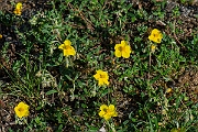 David Plant Photography - Wildlife Photography - Common rock-rose - D