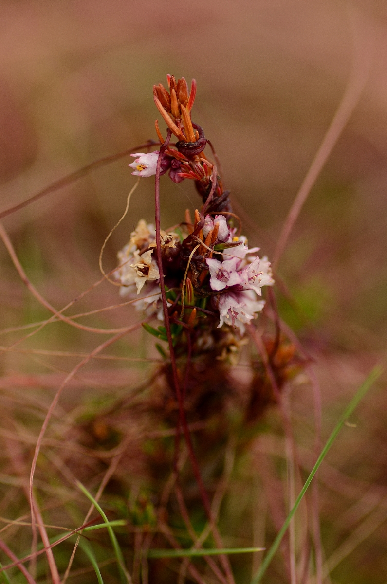 David Plant Photography - Wildlife Photography - Dodder - A.jpg - Dodder - Dorset