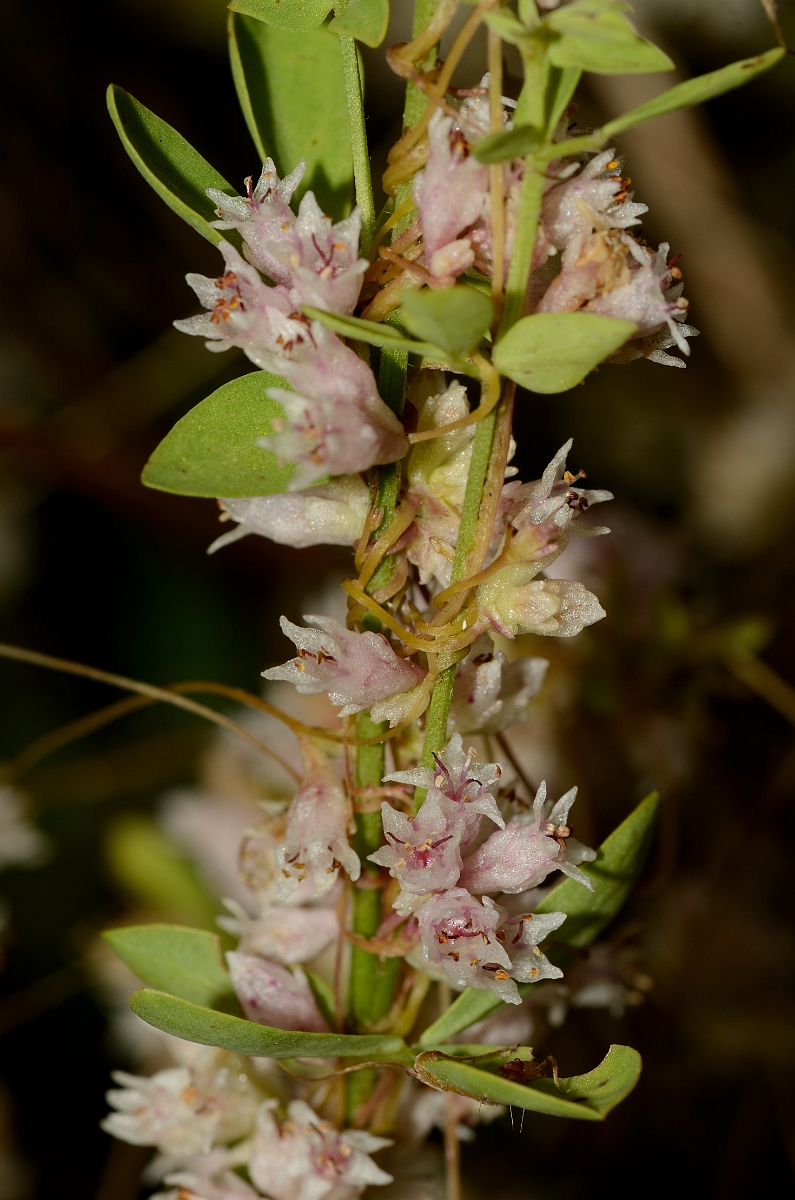 David Plant Photography - Wildlife Photography - Dodder - B.jpg - Dodder flowers - Cotswolds