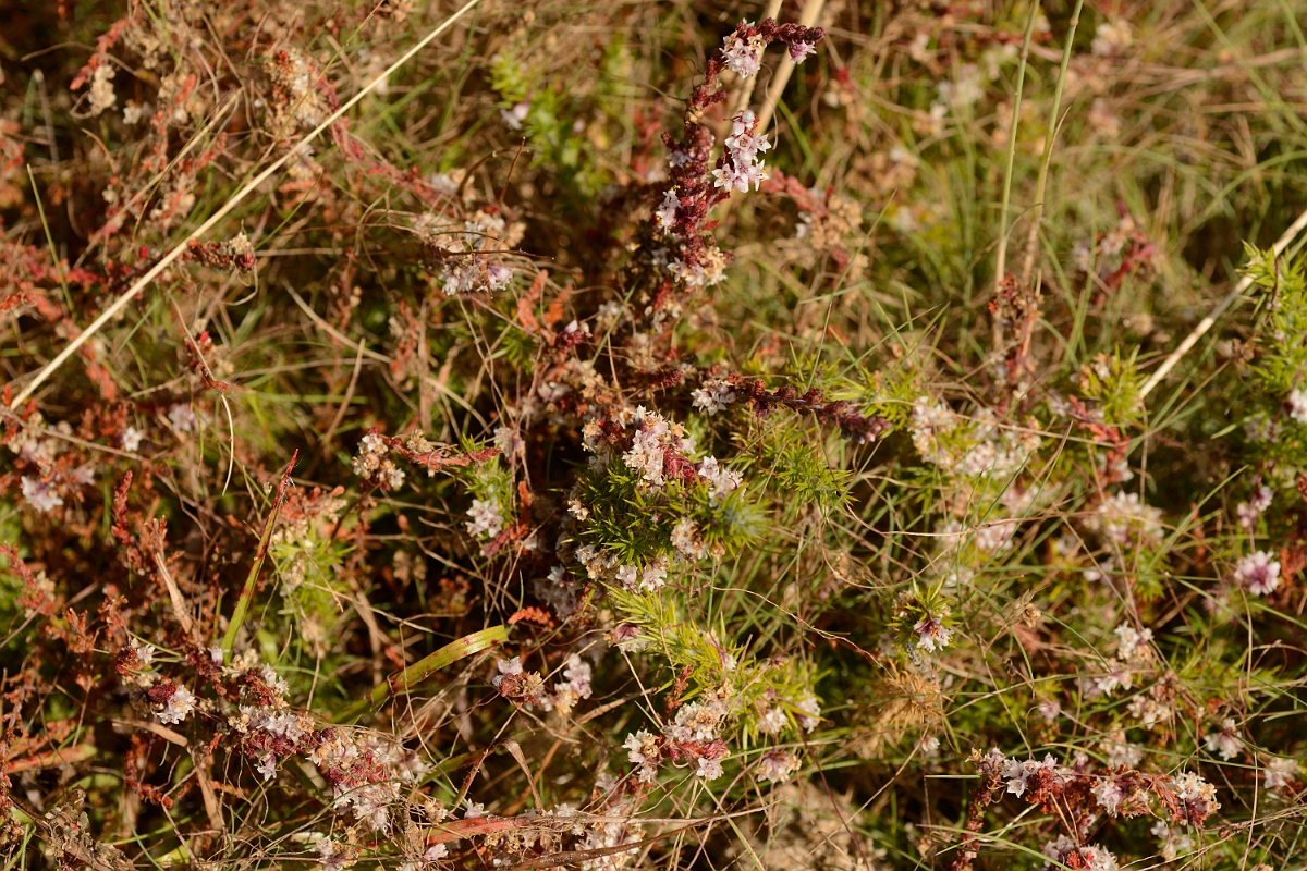 David Plant Photography - Wildlife Photography - Dodder - C.jpg - Dodder - Dorset
