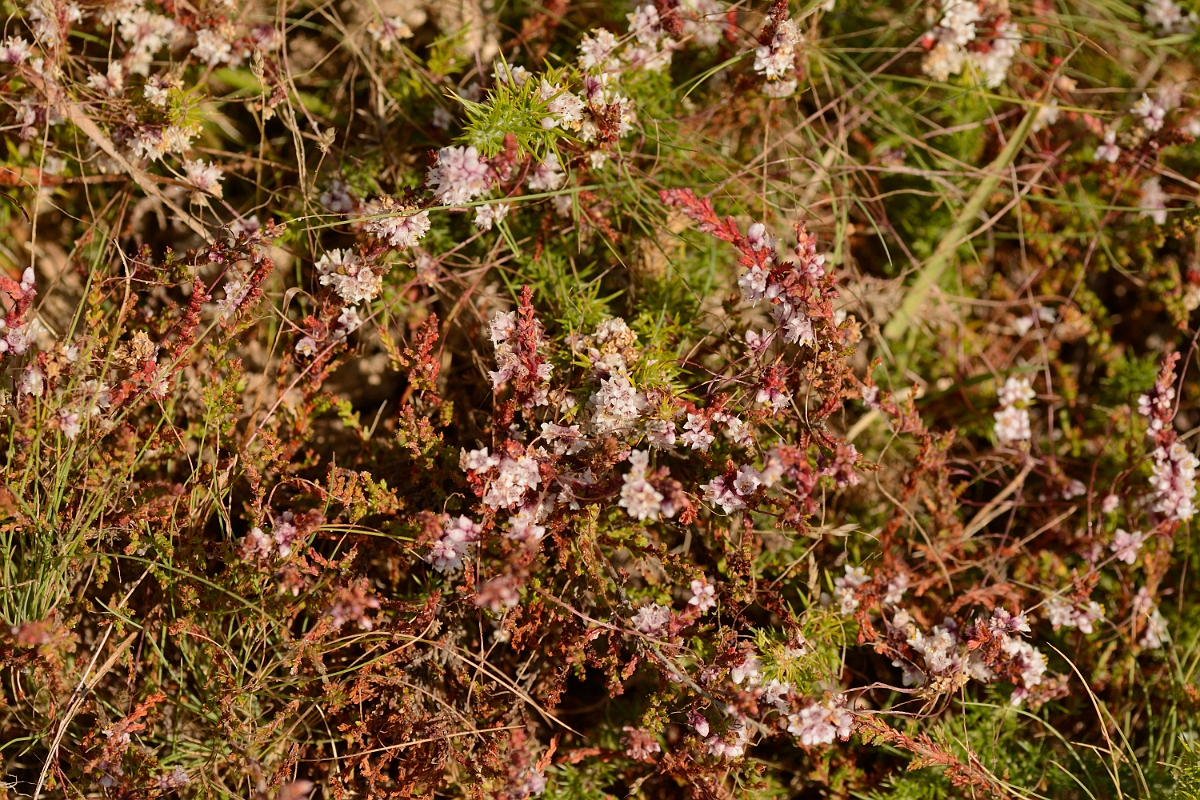 David Plant Photography - Wildlife Photography - Dodder - D.jpg - Dodder - Dorset