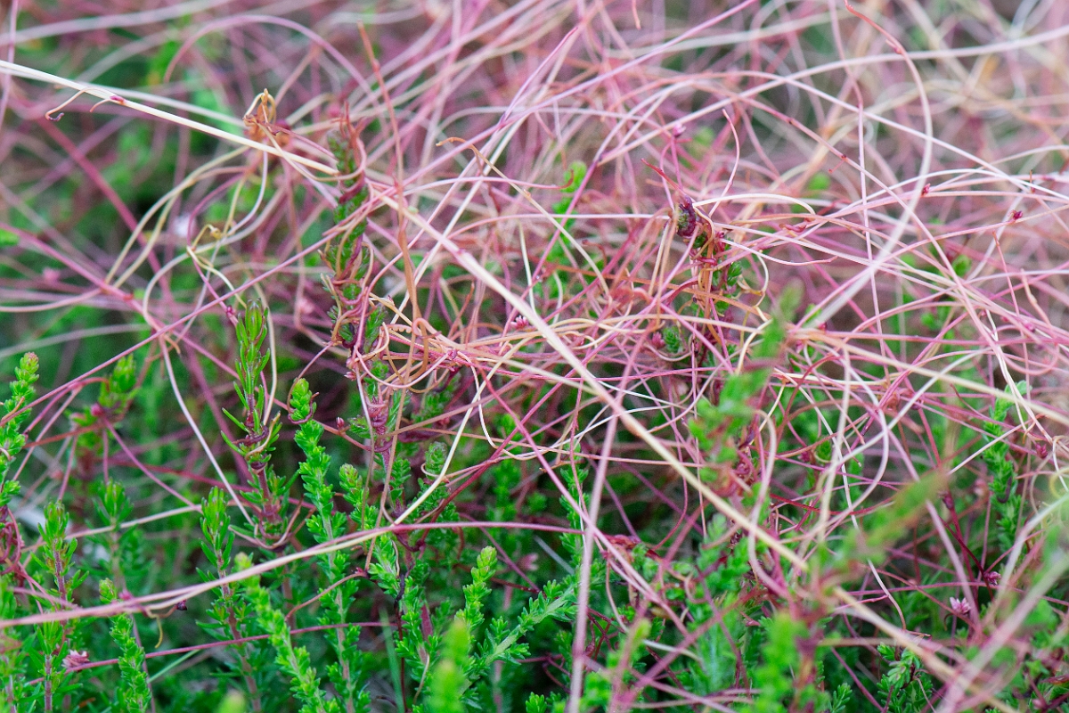 David Plant Photography - Wildlife Photography - Dodder - F.jpg - Dodder - Dorset