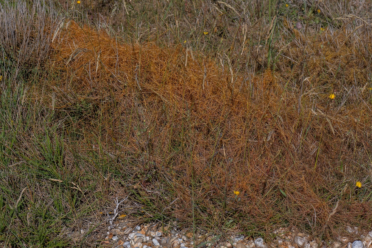 David Plant Photography - Wildlife Photography - Dodder - G.JPG - Dodder - Kent