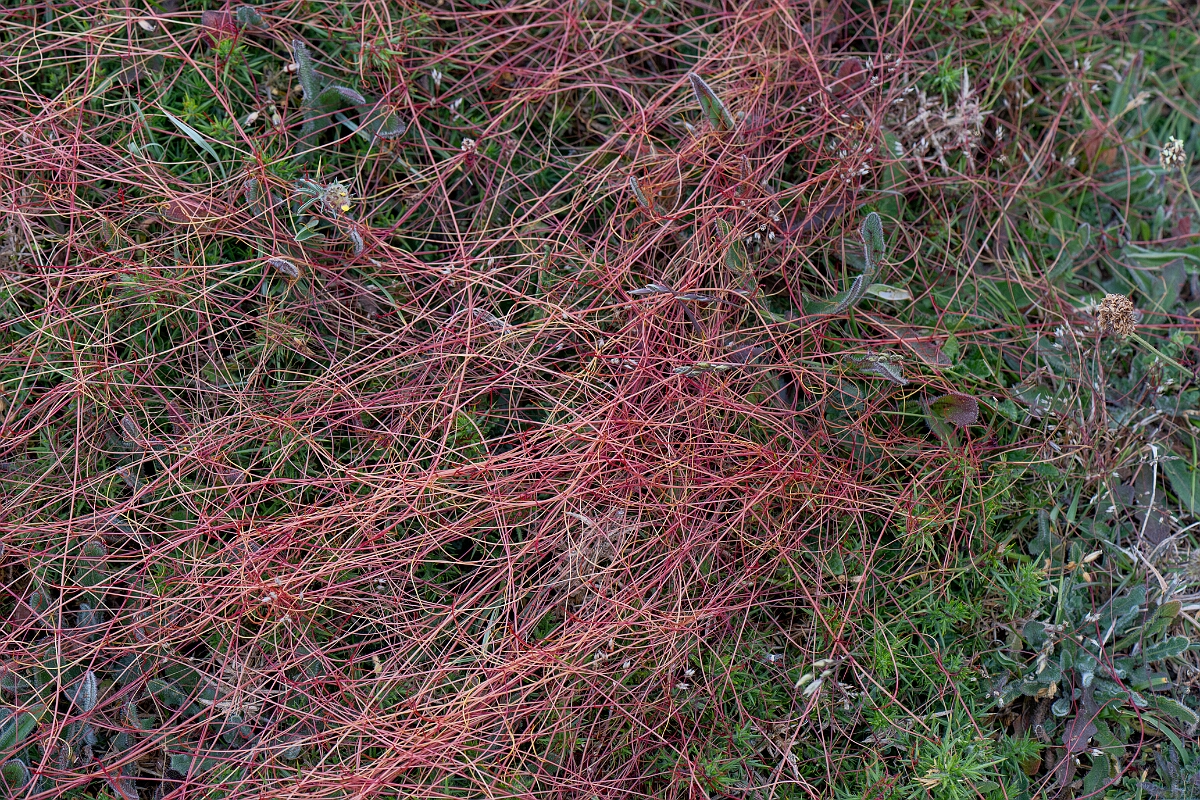 David Plant Photography - Wildlife Photography - Dodder - H.jpg - Dodder - Cornwall