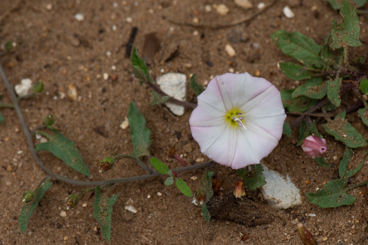 David Plant Photography - Wildlife Photography - Field bindweed - A.JPG - Field bindweed - Suffolk
